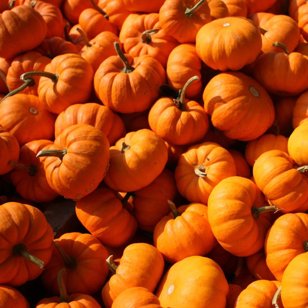 Claresa Pumpkin Kiss zestaw lakierów hybrydowych